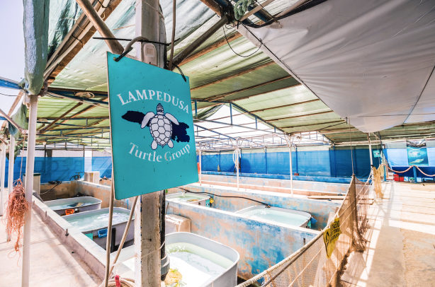 L’ospedale delle Tartarughe di Lampedusa, simbolo di sostenibilità̀ ambientale e di tutela del mare