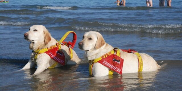 Due cani bagnini della Scuola Italiana Cani Salvataggio salvano giovani in mare