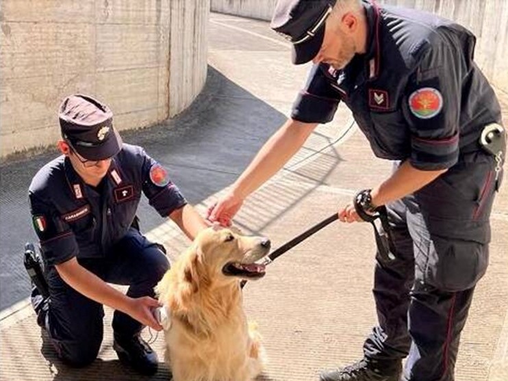 Controlli dei Carabinieri per combattere il triste fenomeno dell’abbandono di animali