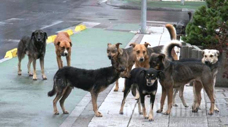 Delia. A breve altri 6 cani prelevati per essere sottoposti a microchippatura