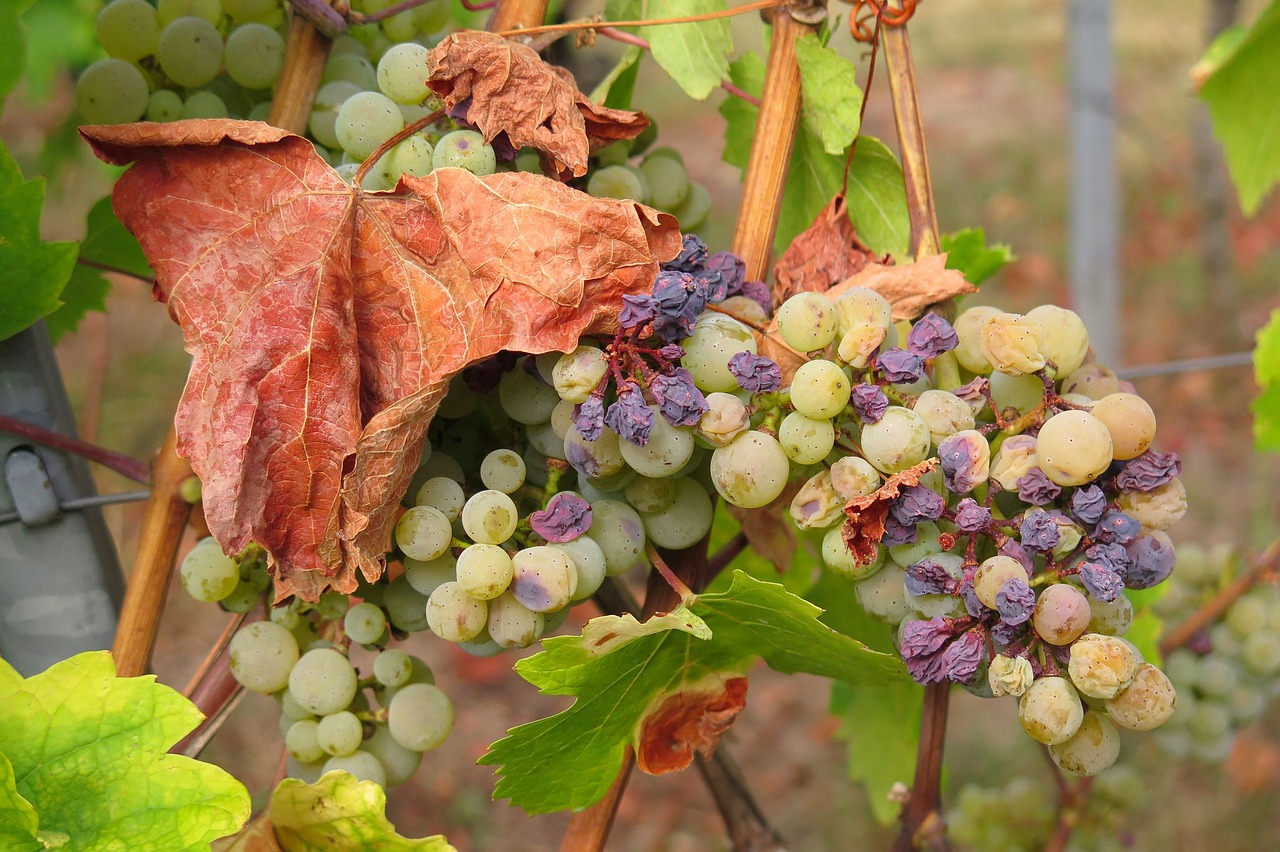 Caldo: Coldiretti, ‘brucia’ frutta e verdura, raccolti -70%