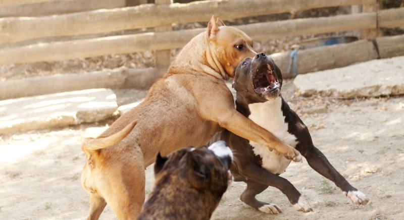 Sicilia, Zoomafia 2022 registra lo sfruttamento illegale di animali