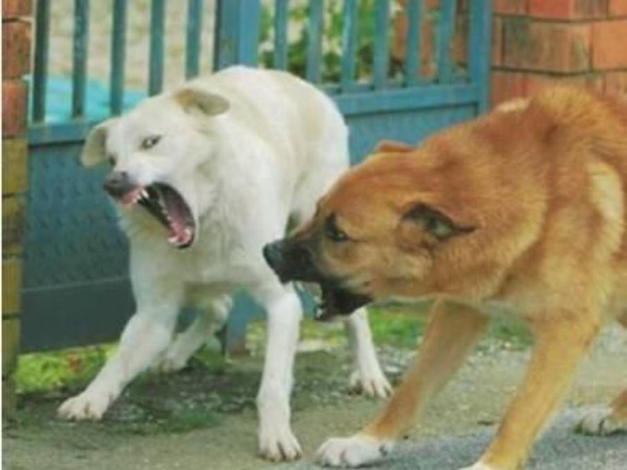 Cani randagi aggrediscono famiglia tedesca nel nisseno, Mancuso (FI): “Usiamo la legge”