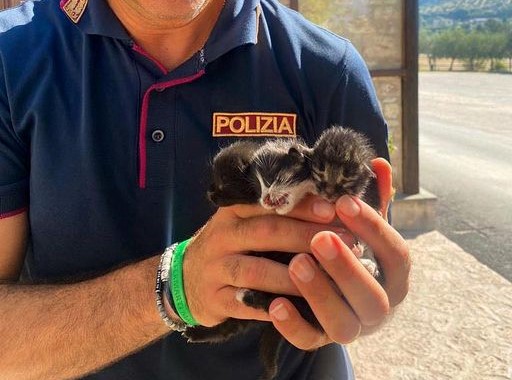 Agenti di Polizia salvano tre gattini sul tetto di un agriturismo