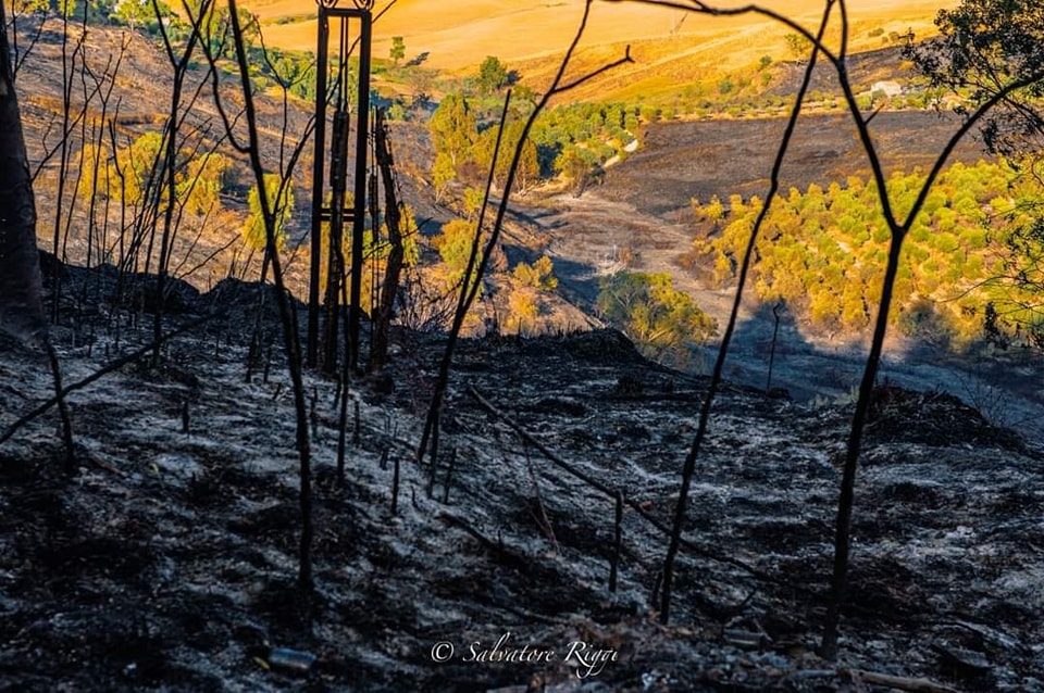 Caltanissetta. Leandro Janni (Italia Nostra Sicilia Centrale): “Necessario provvedere al più presto alla progettazione del ripristino dei boschi incendiati”