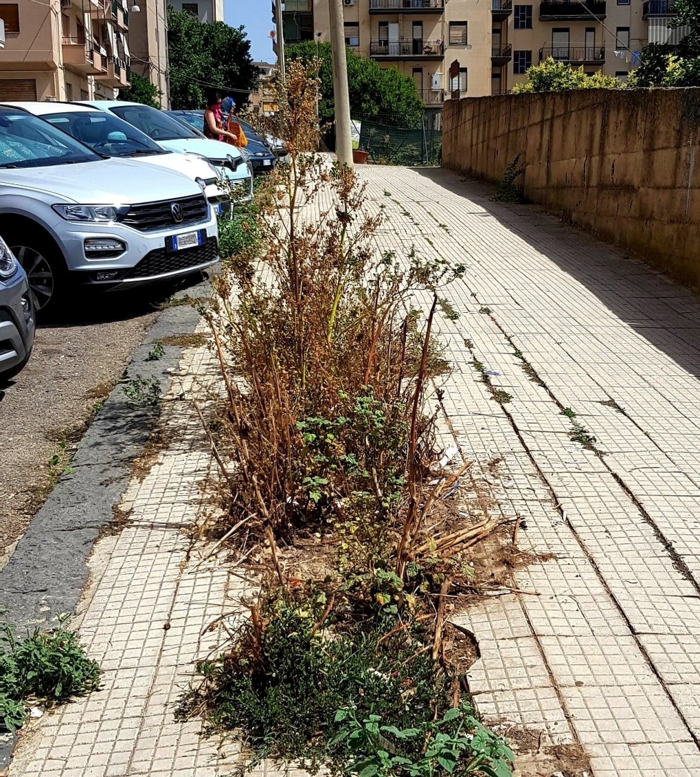 Caltanissetta. Leandro Janni: “Nel marciapiede di via Lazio tolte le erbacce, ma il risanamento del pavimento è da completare”