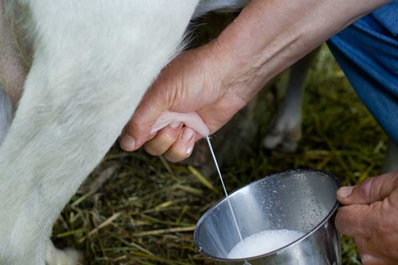 Agricoltura in Sicilia, istituito l’Albo regionale degli acquirenti di latte ovicaprino