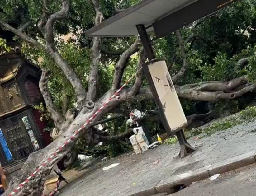 Crolla albero davanti al Teatro Massimo di Palermo, nessun ferito
