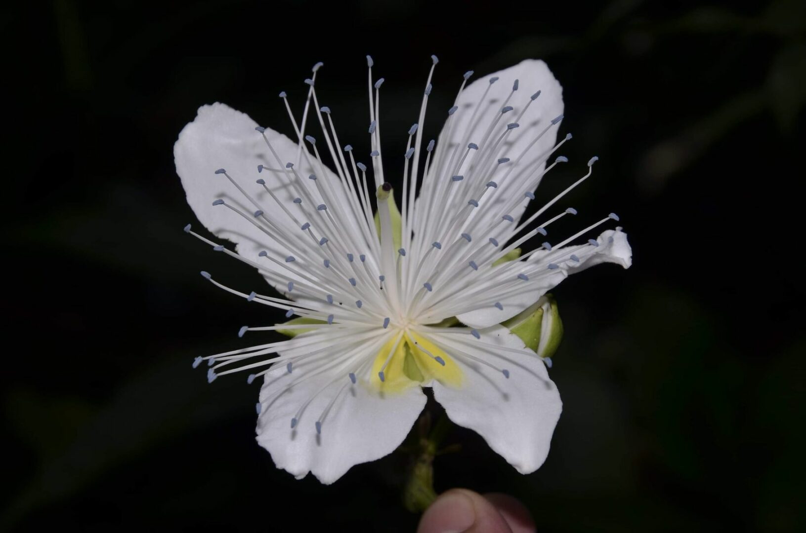 Botanico dell’Università di Palermo nel team che ha scoperto in Laos una nuova specie