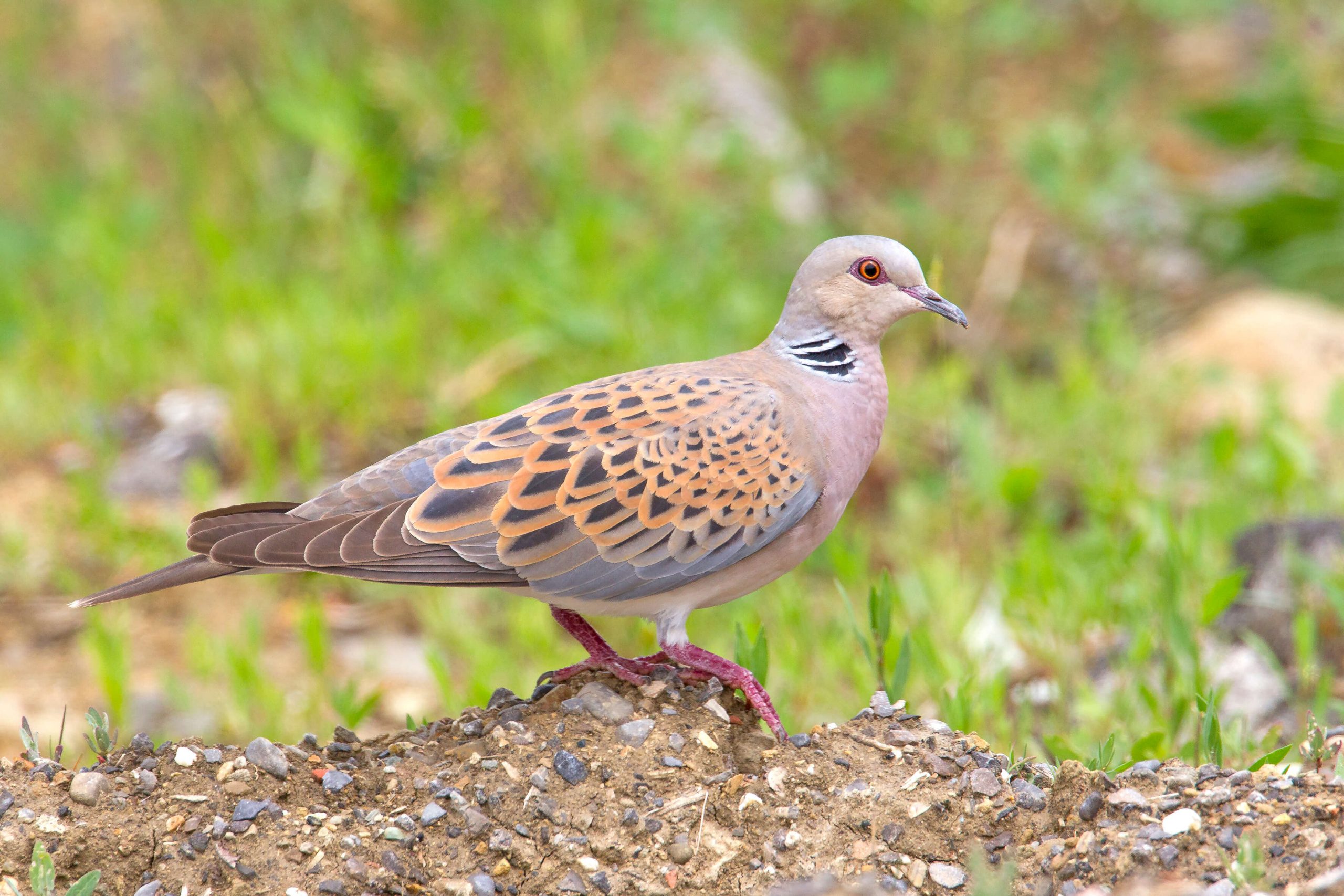 Caccia alla Tortora selvatica in Sicilia: il Tar ha accolto le istanze delle associazioni animaliste sospendendone la caccia nel mese di ottobre