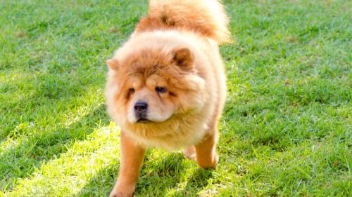 Sicilia, uomo azzannato dal suo cane. Brambilla: “animale maltrattato e provocato, non va abbattuto”