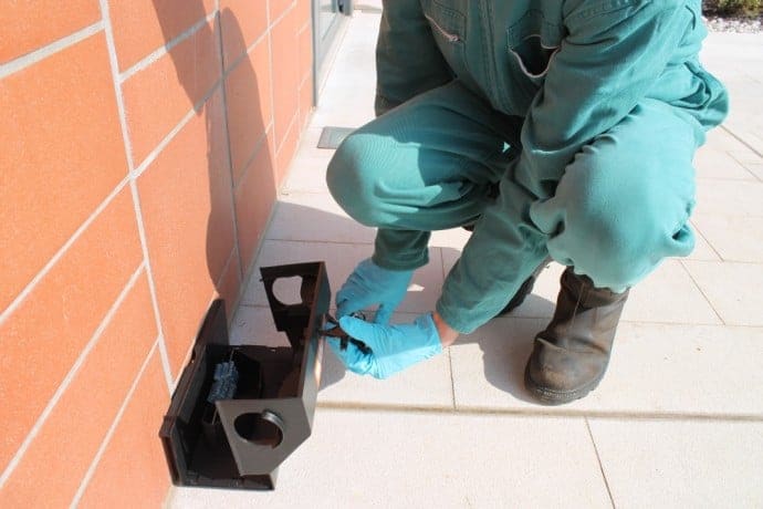 Delia. Derattizzazione. Il sindaco: “Nel periodo estivo effettuati 3 interventi; vedere qualche topo in giro è assolutamente normale”