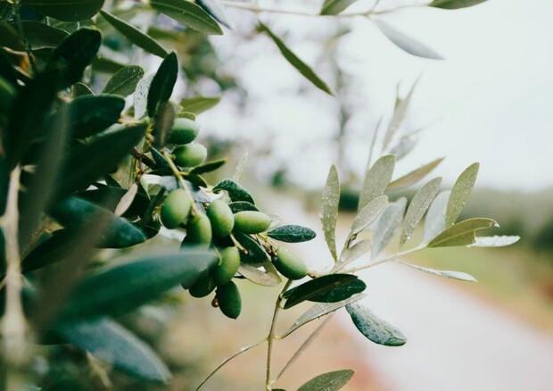 Sicilia, Coldiretti: Maltempo blocca gli agricoltori per la raccolta delle olive