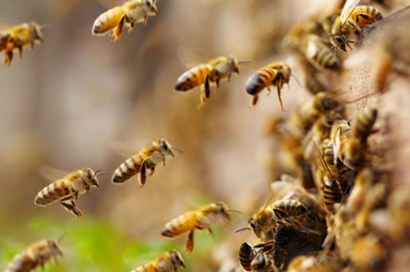 La beffa del clima impazzito mette a rischio le api: si sono svegliate pensando sia primavera, ora però rischiano di morire