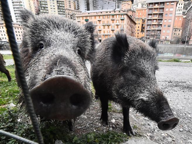 Tragedia sfiorata nelle Marche. Cinghiale con i suoi cuccioli irrompe a scuola: solo tanta paura per alunni, docente lievemente ferita