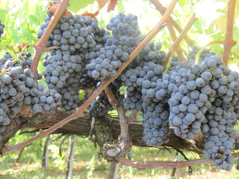 Agricoltura, autorizzata la coltivazione in Sicilia del vitigno Cesanese comune
