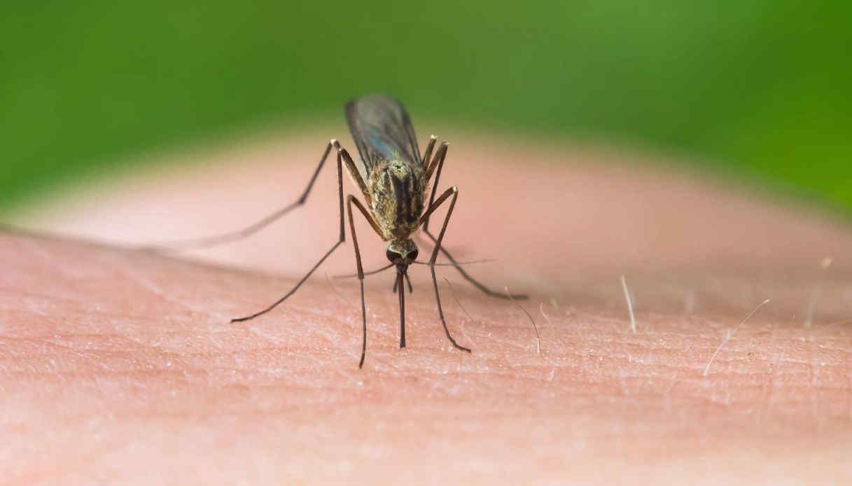 Febbre del Nilo: primo decesso in Sicilia. Morto uomo di 73 anni nel Trapanese