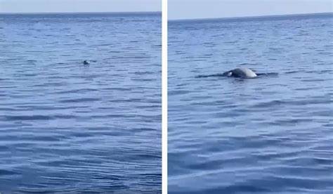 Sicilia, Stromboli: avvistato esemplare di foca monaca, l’ultima volta era accaduto 22 anni fa