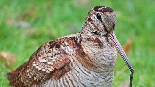 Sicilia, progetto monitoraggio Beccaccia: come partecipare al corso di formazione