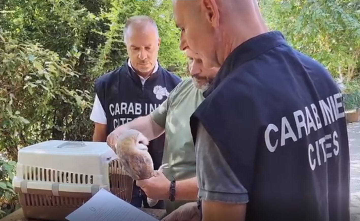 Erano sfruttati per fare foto con i turisti, ma ora due barbagianni vivono protetti presso Cras di Modena