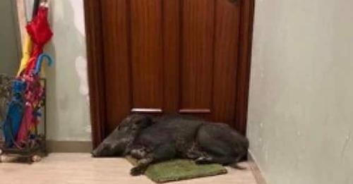 Apre la porta e trova all’ingresso un cinghiale addormentato