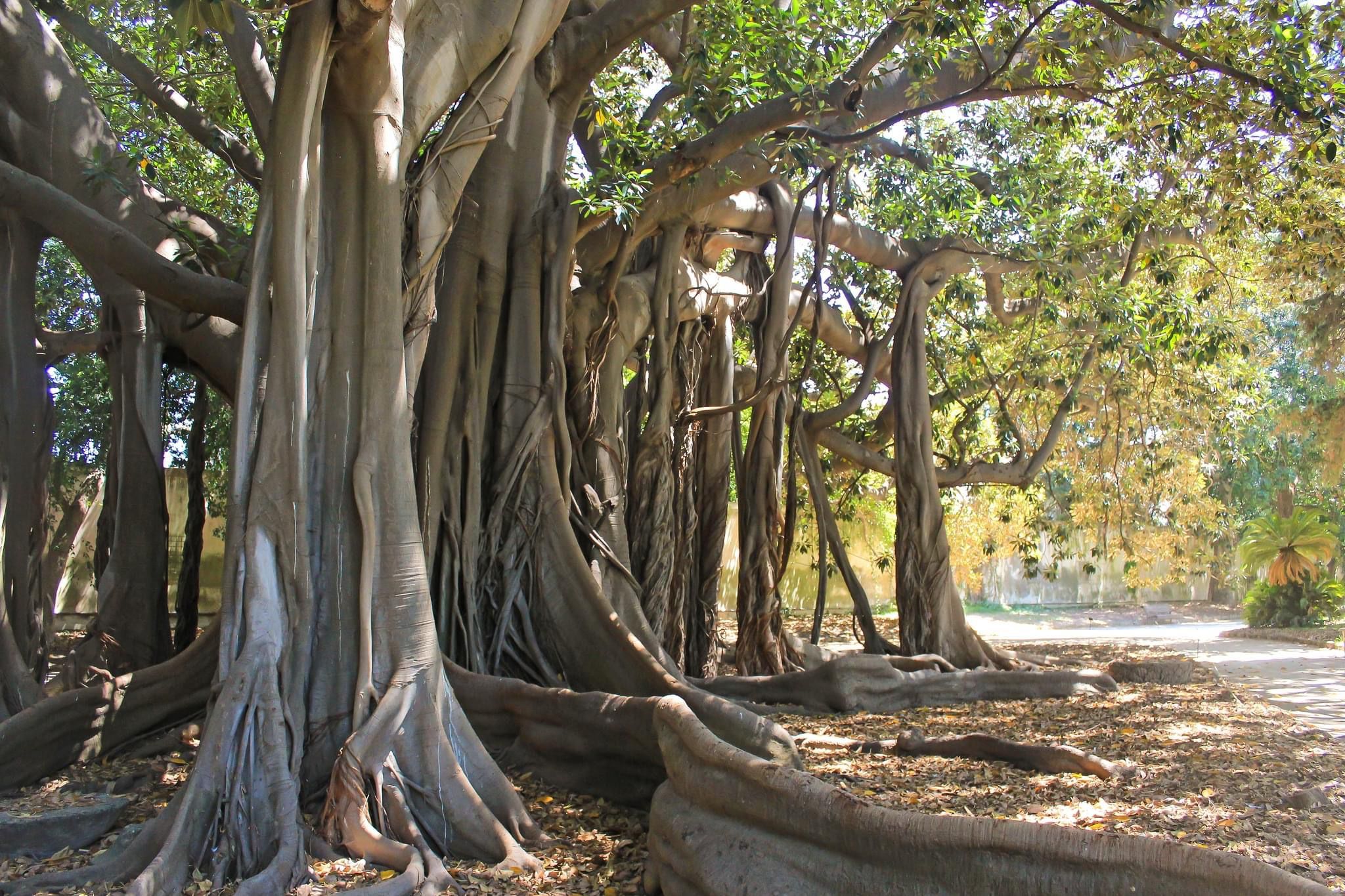 Albero Italiano dell’anno 2022 è il bicentenario palermitano Ficus macrophylla