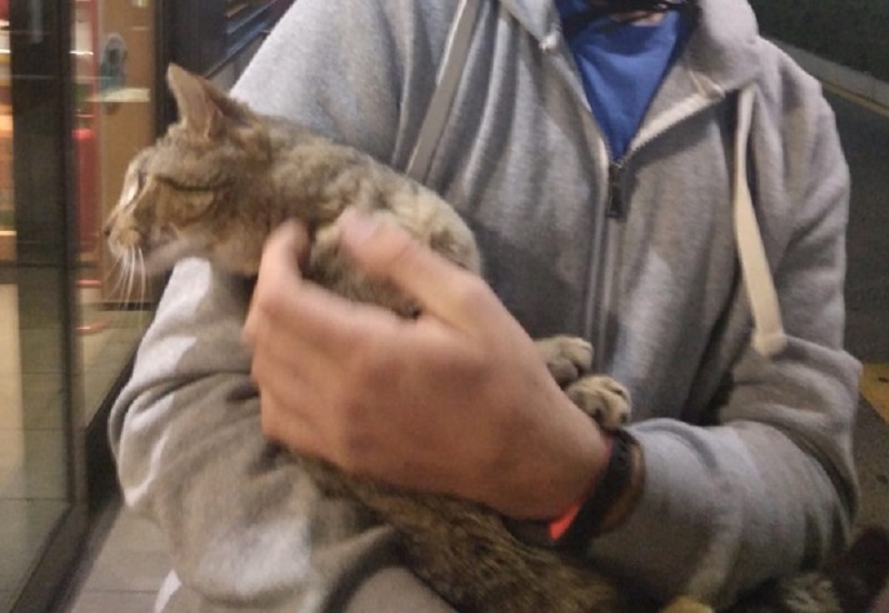 Gela-Licata: una targa in  memoria di Freedom, la gattina morta investita