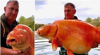 Catturato (e poi liberato) “the Carrot”, il pesce rosso più grande del mondo: pesa oltre 30 chilogrammi