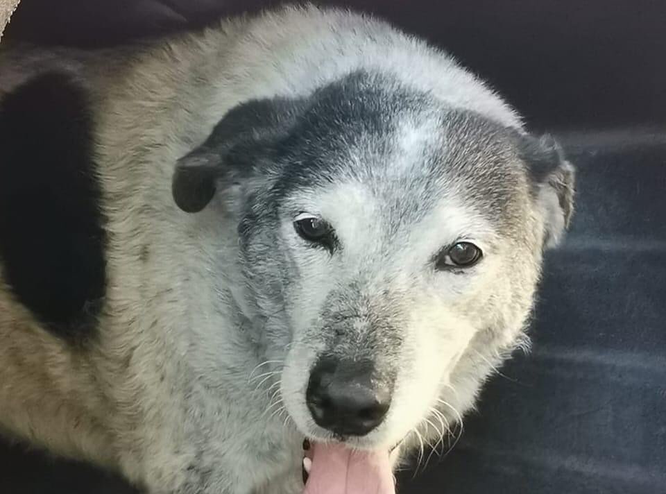 Caltanissetta. Addio ad Elia il cane amico di tutti