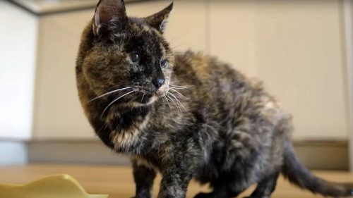 Flossie è la gatta più vecchia del mondo: ha la stessa età della padrona, 26 anni