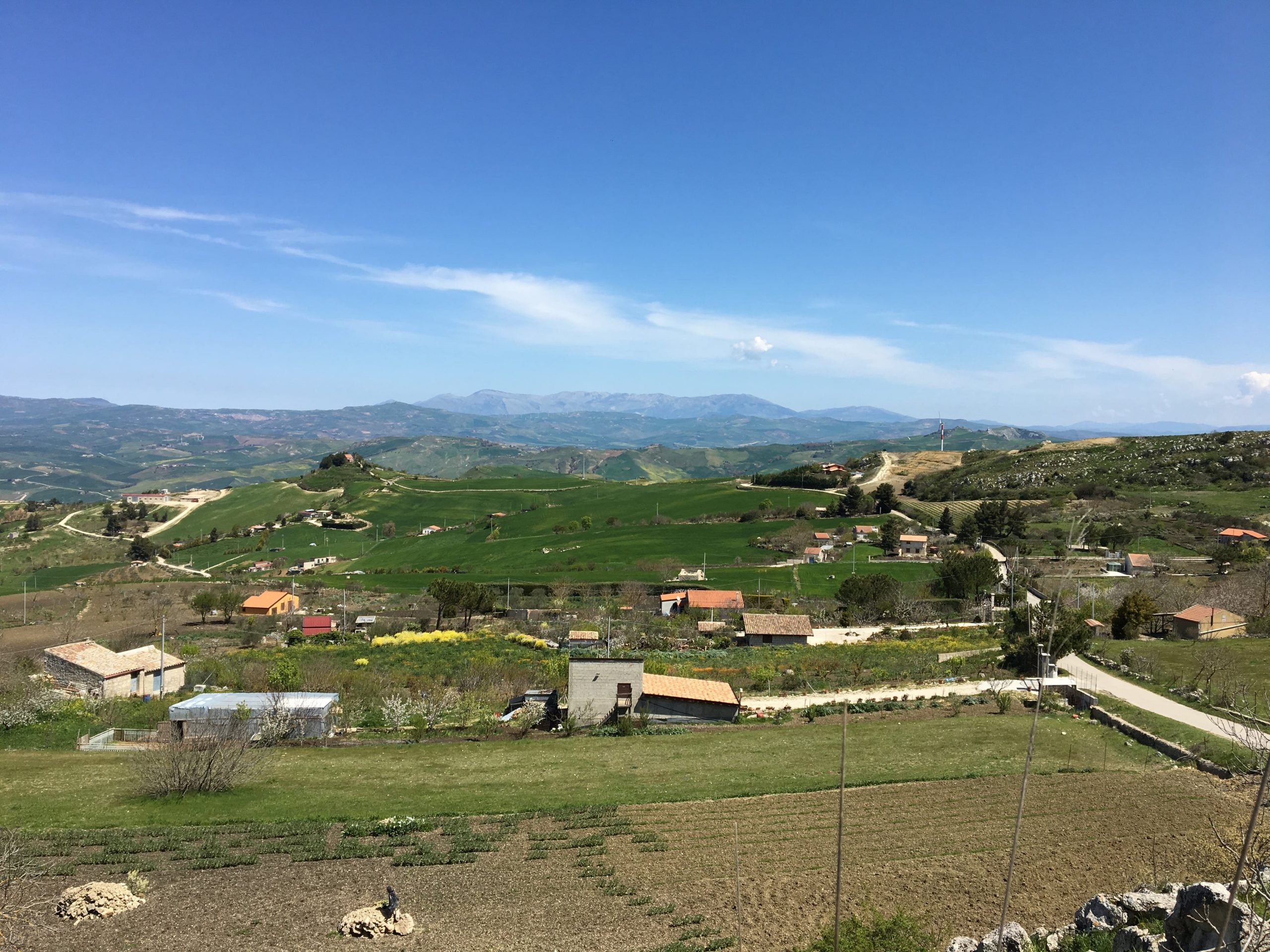 Bianco “Calavò” nella nostra collina…  (del prof.Salvatore Vaccaro)