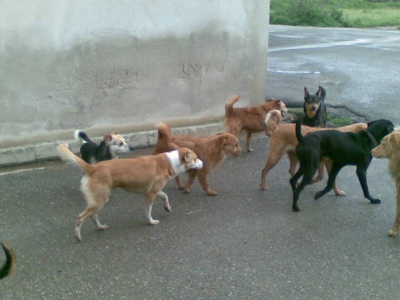 Caltanissetta. Segnalata emergenza randagi tra via Napoleone Colajanni e via degli Orti