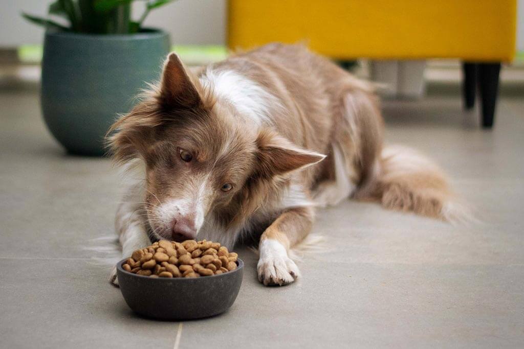 Ricerca, anche i cani subiscono effetti nocivi del fumo passivo