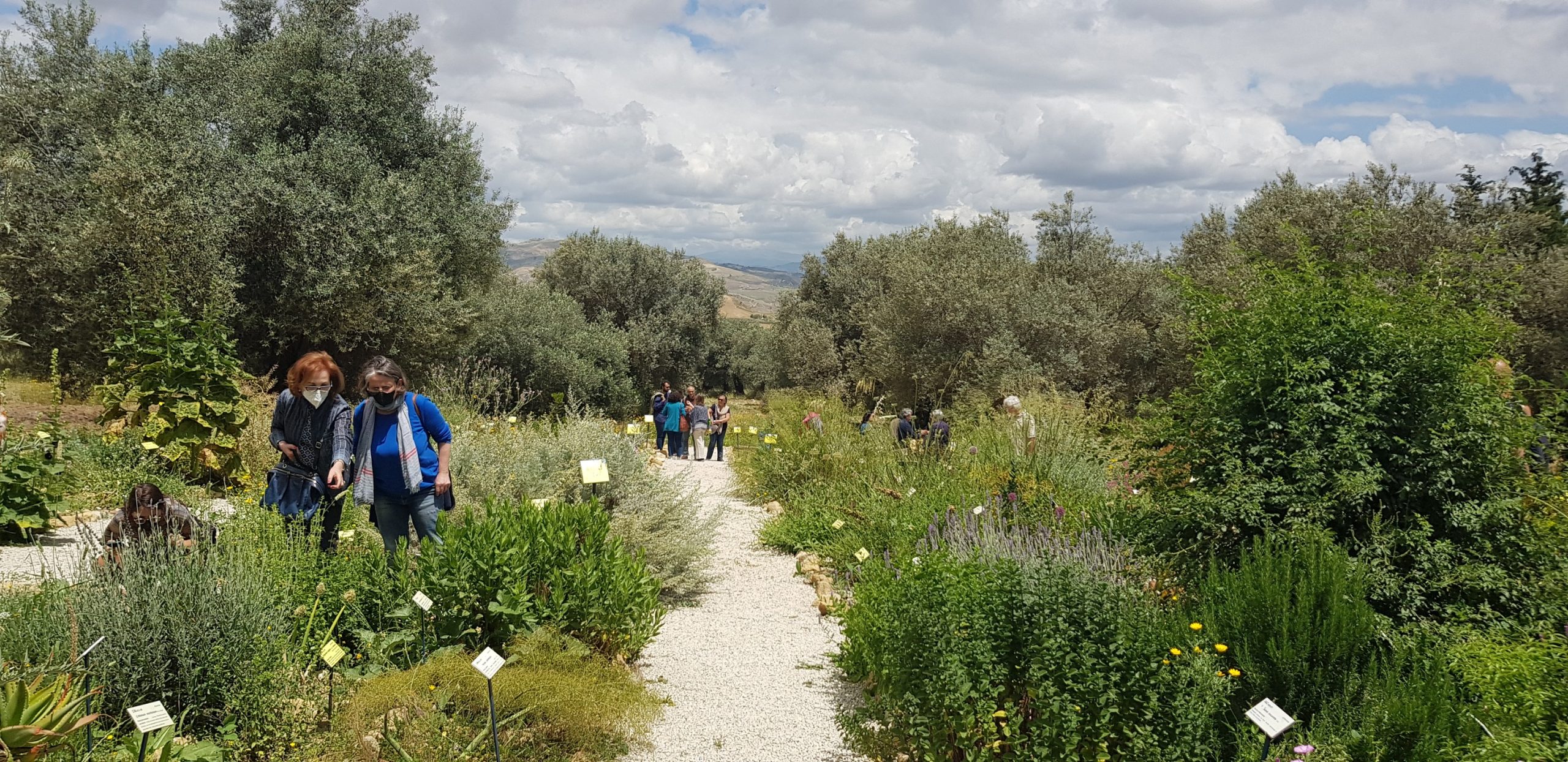 A Caltanissetta, grazie a Lucia Termini e Amedeo Falci, è nato   il giardino botanico “Brassica tineoi”