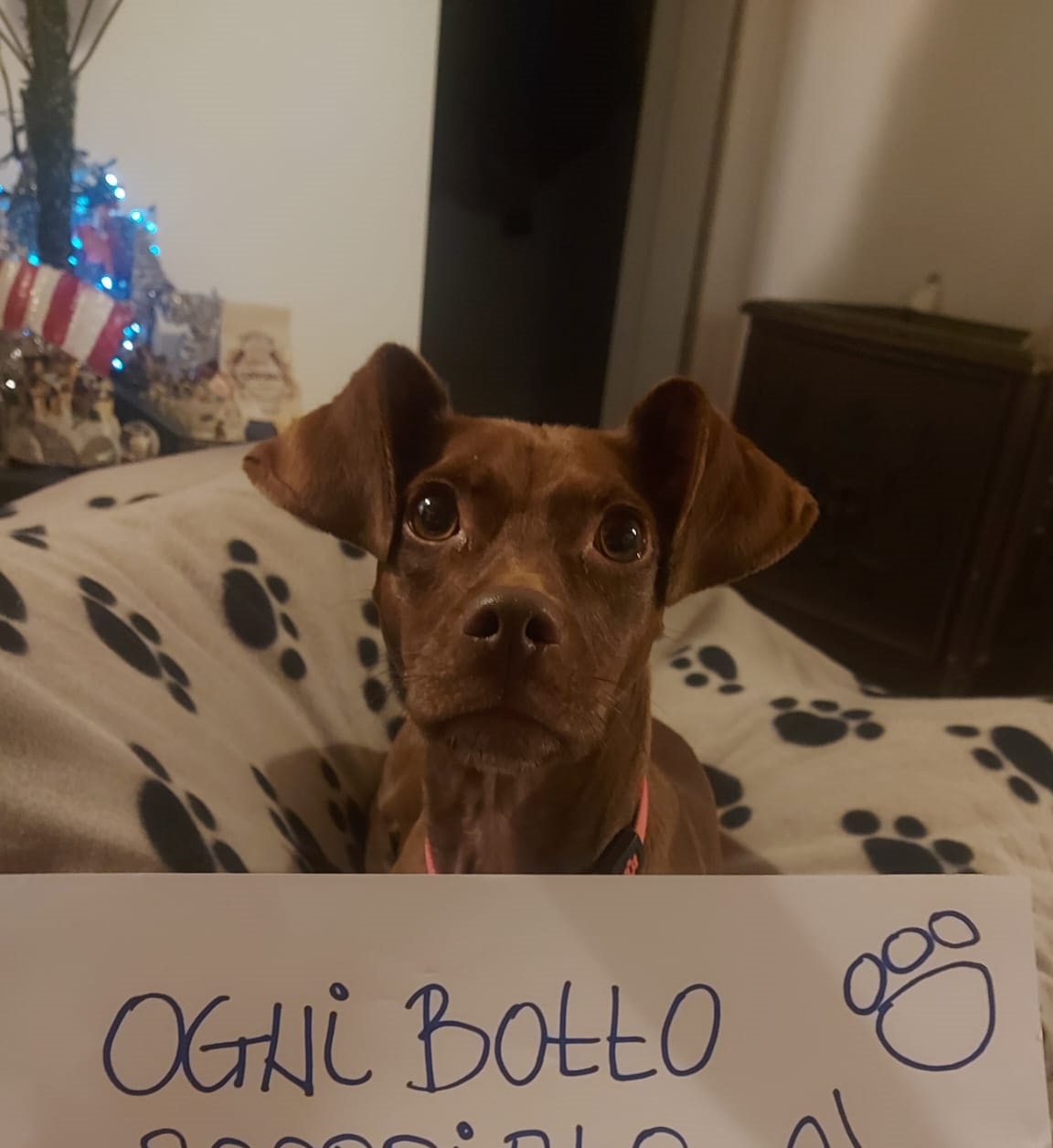 Caltanissetta, associazioni animaliste contro i “botti” di capodanno: “pochi minuti creano un danno enorme”