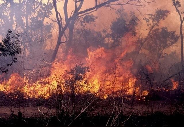 Brasile: in fumo 775.000 ettari di foreste a novembre, +89%