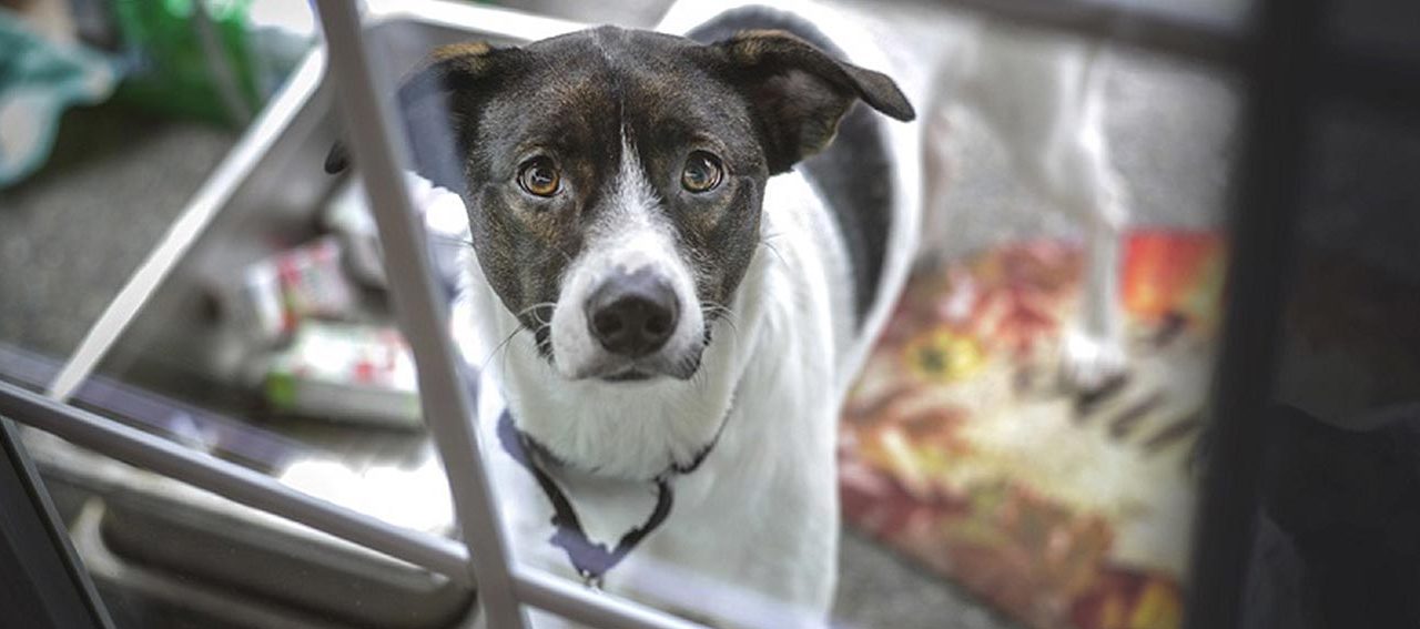 Cane ucciso a fucilate a Catania: l’Oipa presenterà denuncia