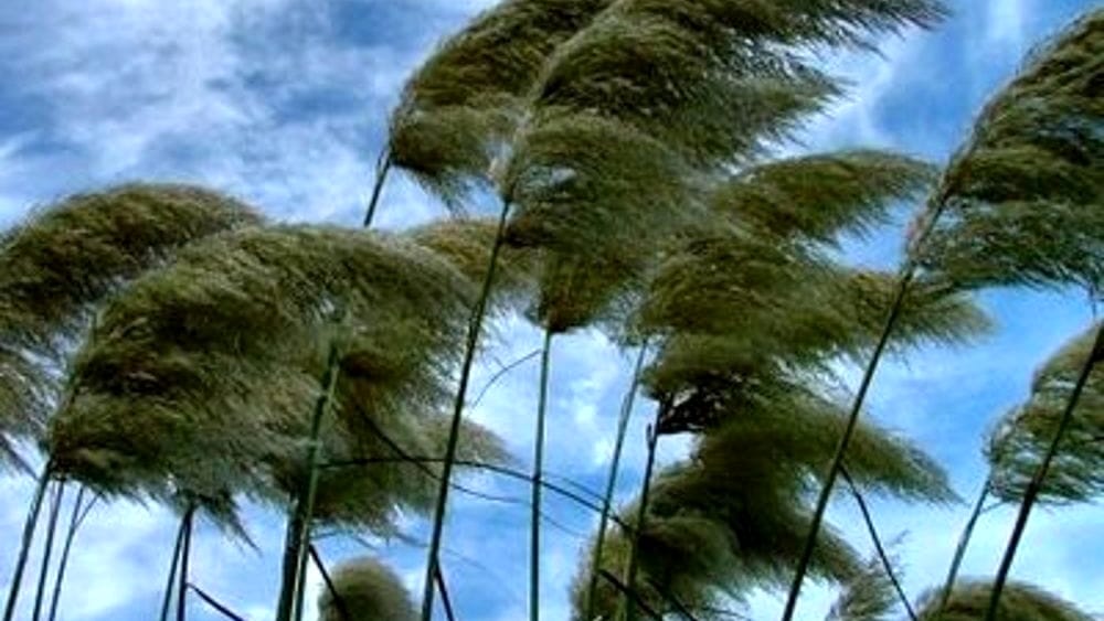 Maltempo in Italia, Coldiretti conta 14 tempeste di vento in un solo giorno: danni alle coltivazioni
