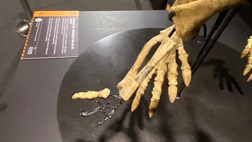 Un fossile di dinosauro è stato rubato durante una mostra