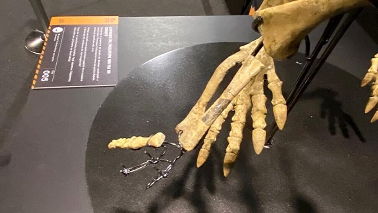 Un fossile di dinosauro è stato rubato durante una mostra