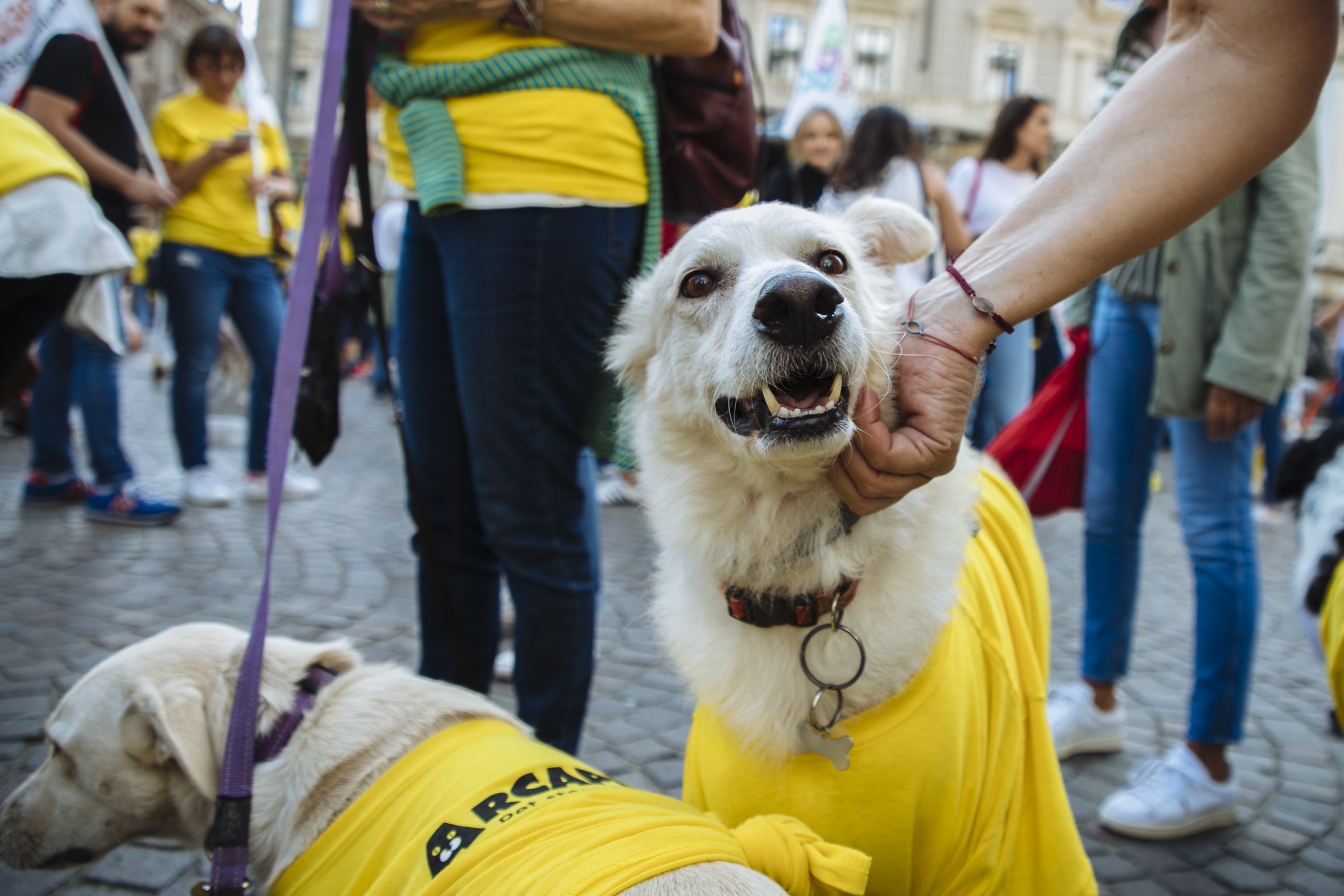 San Cataldo. C’è l’avviso con il quale l’amministrazione intende istituire l’Albo comunale delle Associazioni e dei Volontari Animalisti
