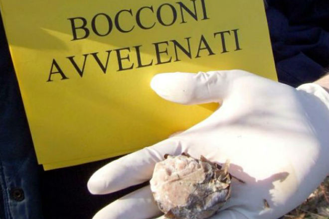 Caltanissetta, WWF: cani uccisi con esche avvelenate a San Cataldo