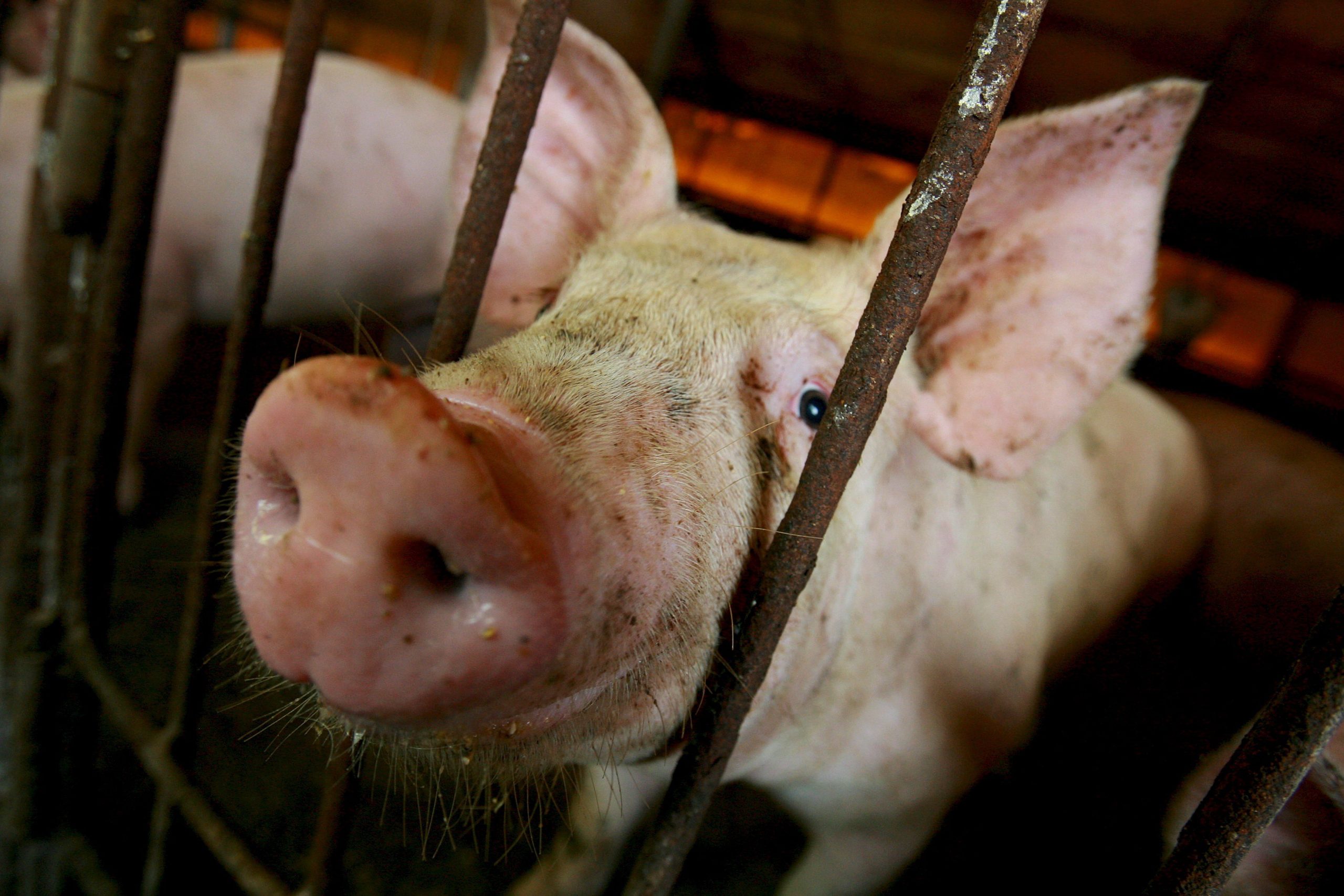 Cina, maiale si ribella nel mattatoio e uccide il macellaio