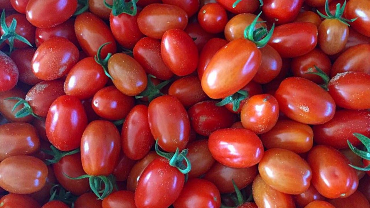 In Italia raccolto il 40% dei pomodori dell’Ue Eurostat, a seguire Spagna e Portogallo