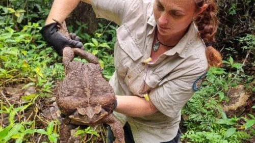 Trovato “Toadzilla”, il rospo gigante: sei volte più grande della media
