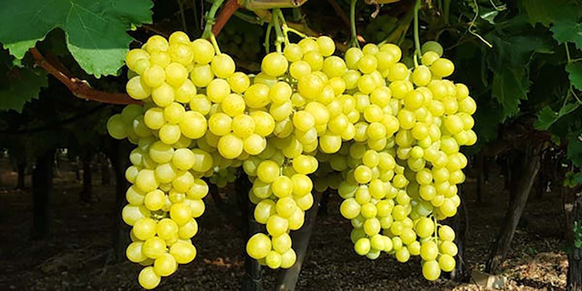 Sicilia. Agricoltura, Dipartimento avvia campagna export  2023-24 di uva da tavola in Canada e Uruguay: istanze entro l’8 aprile