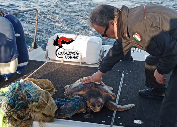Soccorsa in mare dai carabinieri tartaruga “Caretta Caretta” intrappolata in rete da pesca