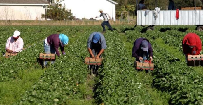 Maurizio Grosso (Sifus Confali): “Con stato calamità, Governo Meloni, oltre ad aiuti ad aziende agricole colpite, riconosca giornate lavorative ai braccianti”