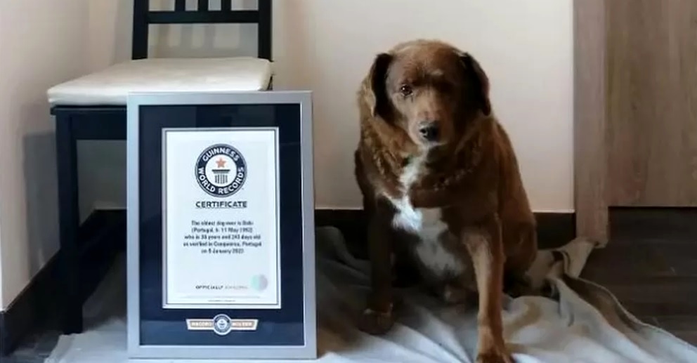 Il cane più anziano del mondo ha 30 anni e si chiama Bobi: certificato dal Guinness world records