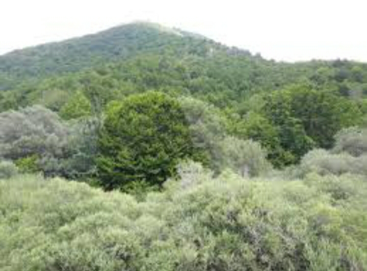 Caltanissetta, allarme ambientalisti: a rischio 100 alberi per realizzare una pista ciclabile